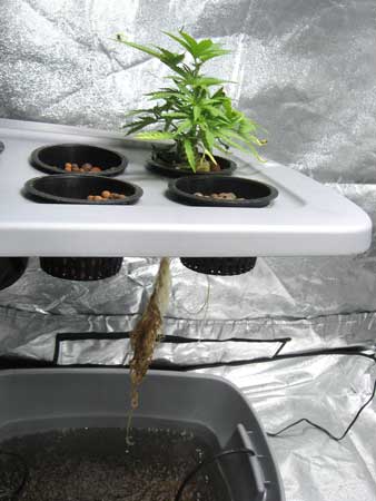 Root rot hydroponic system - above and below, leaves are discolored, roots are brown