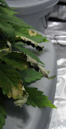 Curling brown leaves of a hydro marijuana plant with root rot