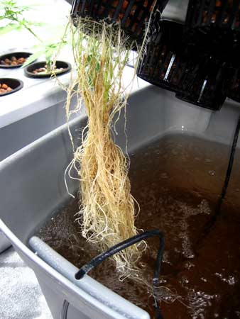 This cannabis plant is beginning to recover from root rot - notice the new white roots growing out of the old sickly brown ones