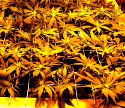 ScrOG - Let the marijuana plants grow up to the screen