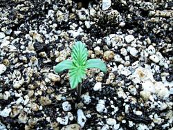 Marijuana seeds grow into beautiful marijuana seedlings like this