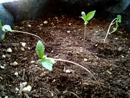 These cannabis seedlings need brighter light!