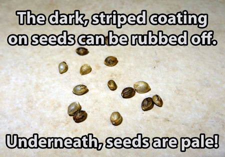 Cannabis seeds can look a couple different ways - they can be dark and striped, or solid gray/beige