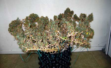 Short cannabis plant trained with LST