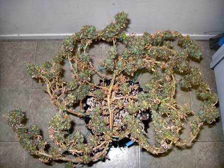 Top view of that same short cannabis plant trained with LST