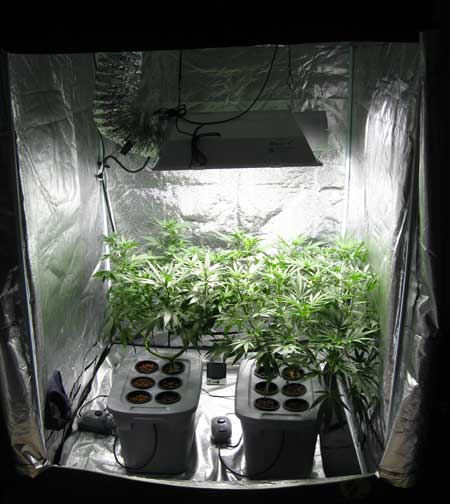 Sirius Cannabis Grow Tent - The Metal Halide bulb is shining on the vegetating cannabis plants