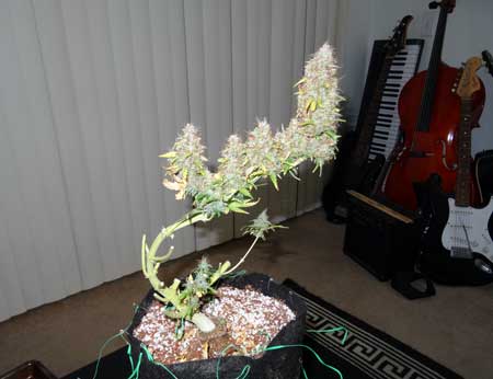 "Skeleton" of the auto-flowering Sour Diesel cannabis plant after all the buds are harvested except the main cola