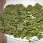 These just harvested White Rhino buds were grown primarily under an eLoofa LED light panel