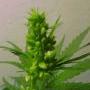 Another picture of a male cannabis plant showing its balls