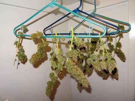 Auto-flowering Sour Diesel buds drying in my closet