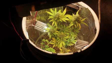 See marijuana plants in a space bucket - click for close up!