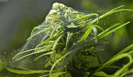 A marijuana bud covered in webbing from spider mites