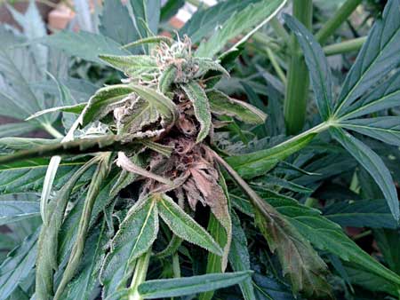 Cannabis plant suffering from Bud Rot - brown, dark dead patches show how the bud is rotting from the inside out.