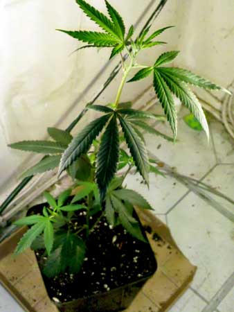 This cannabis plant in the vegetative stage is growing tall because it's not getting enough light