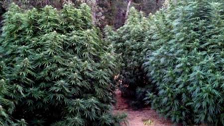 Cannabis grown outdoors can grow to the size of trees