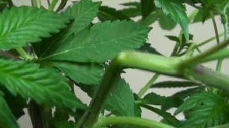 Another cannabis supercrop example
