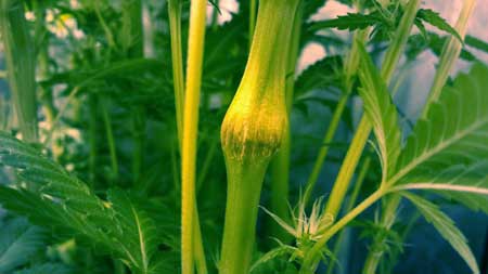 Supercropping cannabis creates a "knuckle" where the bending happened