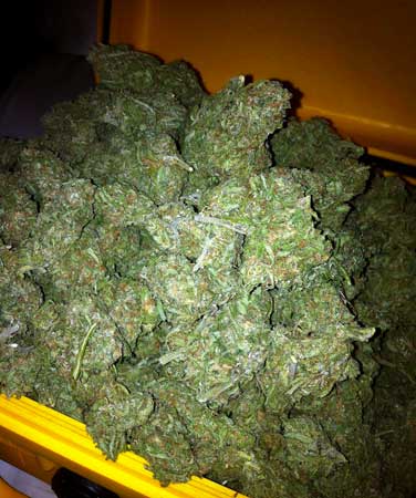 A tackle box full of dense cannabis nugs