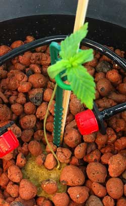 Tall marijuana seedling in bubbleponics setup - magnesium deficiency - too wet?