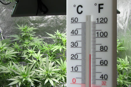 The temperature in your cannabis grow room is important to success