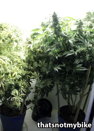 Beautiful cannabis plants - Trophy picture by thatsnotmybike