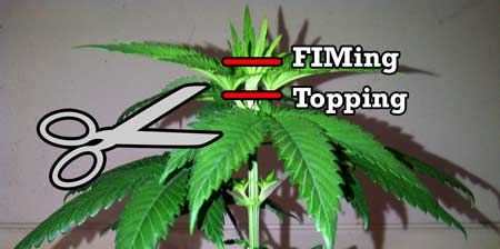Topping vs FIMing a cannabis plant