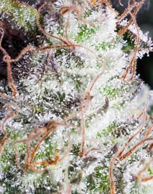 Professional-quality cannabis buds look, taste and smell great