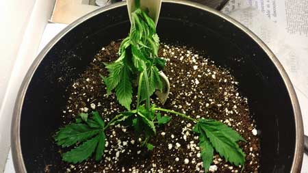 Underwatered cannabis seedling