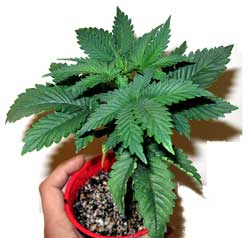 A small vegetative cannabis plant in hand