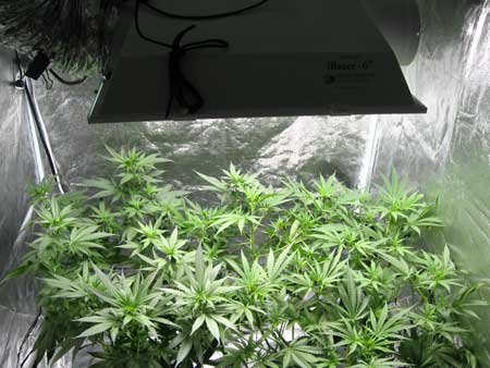 A short, bushy cannabis plant under a MH grow light