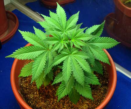 Cannabis plant in coco coir