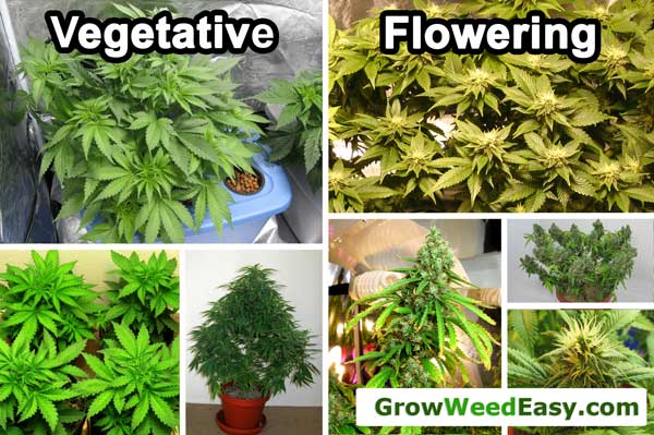 Vegetative vs Flowering Marijuana plant diagram