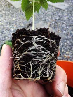 This grower waited too long before transplanting seedling to a bigger container