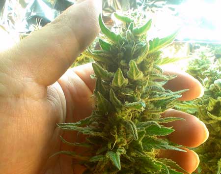 Closeup of marijuana buds grown under CFLs