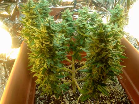 See the internal plant structure of this marijuana plant, which was LST'ed to grow short and bushy