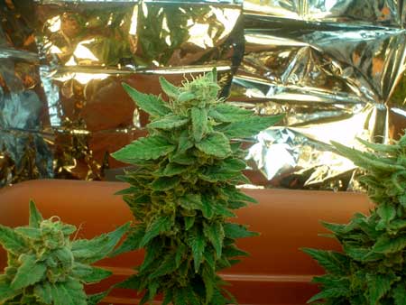 Closeup of the marijuana buds