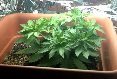 More LST