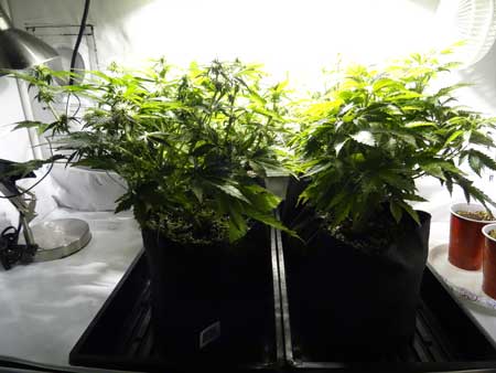 Auto-flowering cannabis plants at week 6 - a view from the side