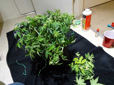 A side view of that auto-flowering cannabis plant - LST and defoliation are now over