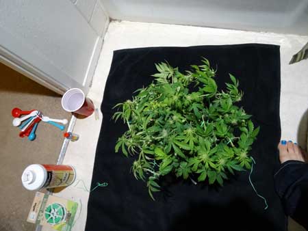 This auto-flowering cannabis plant is about to get some LST and light defoliation