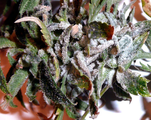 White powdery mold closeup on marijuana buds