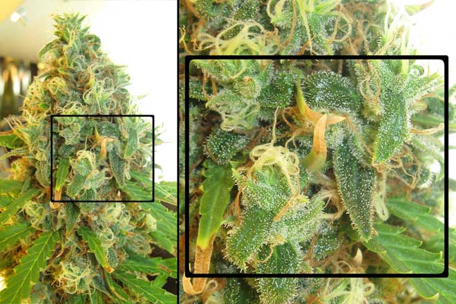 This White Rhino cannabis bud displays a close-up of trichomes - these trichomes arre mostly cloudy, with few amber trichomes
