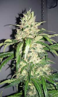 The main bud of a "White Widow" strain cannabis plant