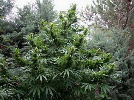 In the wild, cannabis plants get light from all angles, so they don't tend to grow larfy buds at the bottom like indoor plants do