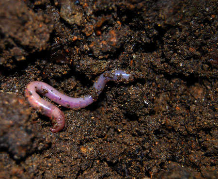 Worms will make your organic super soil even better for your marijuana plants