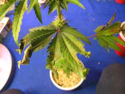 Rostlina konopí má špatné pH, což jí zamezuje získávání potřebných živin a způsobuje signature curling