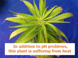 V přídavku k problému s pH, tato rostlina konopí také trpí na příliš vysokou teplotu