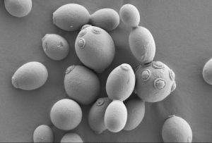 yeast