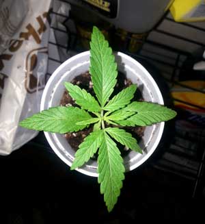 Small healthy cannabis seedling