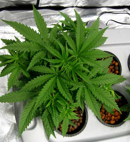 Cannabis plant showing 7-finger leaves, and even a few 9-finger leaves